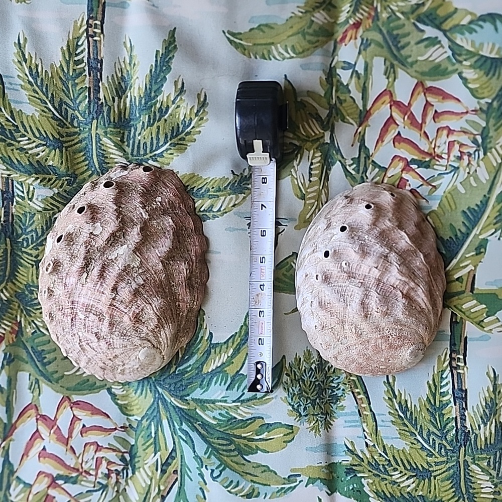 Set Of Two Abalone Shells - Picture 3 of 3
